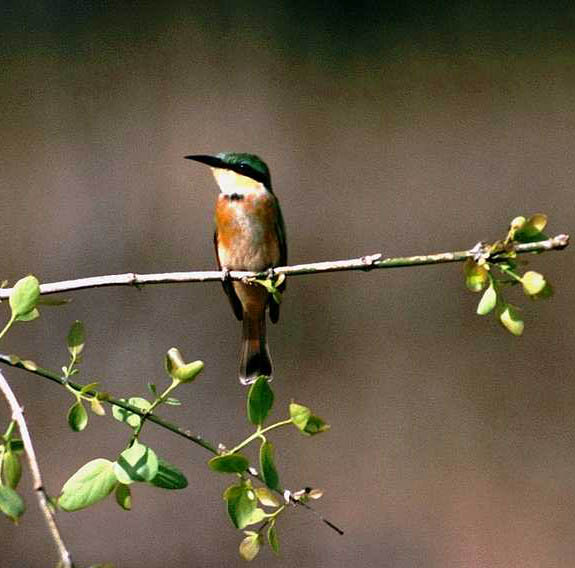Little Bee-eater