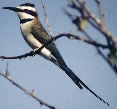 White-throated Bee-eater