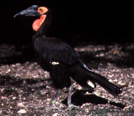 Ground Hornbills