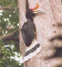 Rhinoceros Hornbill