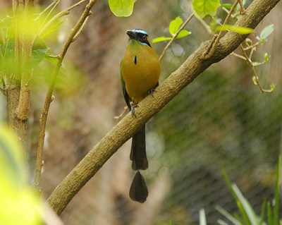 Blue-crowned Motmot