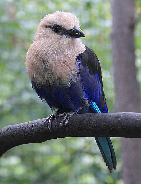 Blue-bellied Roller